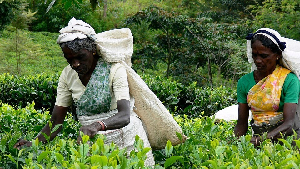 Tea workers in Sri Lanka; a contextual photograph of the plantation community affected by citizenship restrictions.