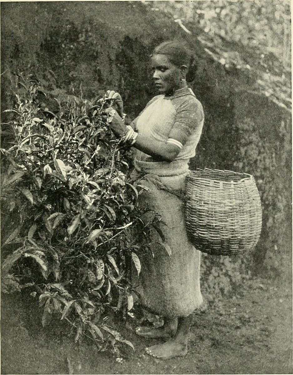 A Tamil tea worker in Ceylon’s hill country, reproduced in Frederic Courtland Penfield’s 1907 travel book.