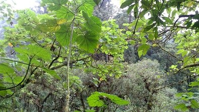 A forest in Costa Rica; contextual imagery, not verification that this particular site received environmental-service payments.
