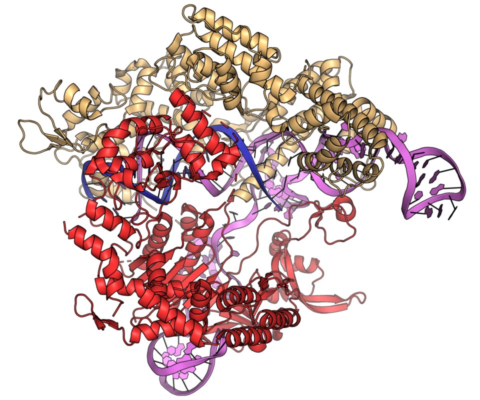 A molecular visualisation of Cas9 with guide RNA and target DNA.