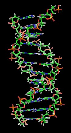 Modern molecular illustration of a section of the DNA double helix.