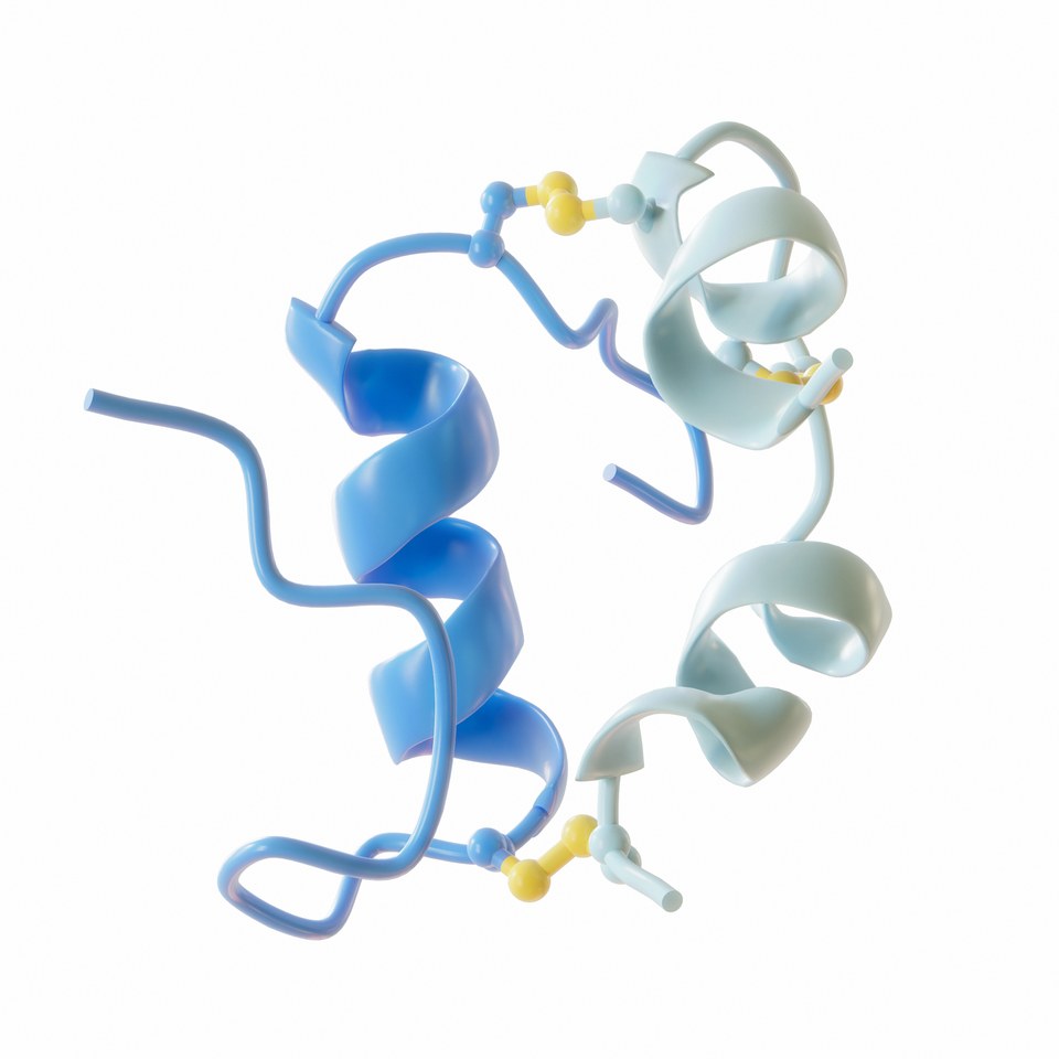 A structural model of insulin showing its linked peptide chains.