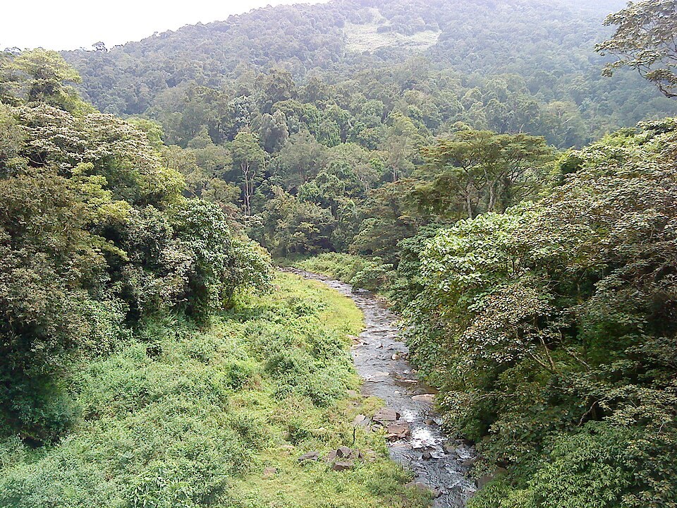 The Kunthipuzha River and forest seen from a tower in Silent Valley National Park.