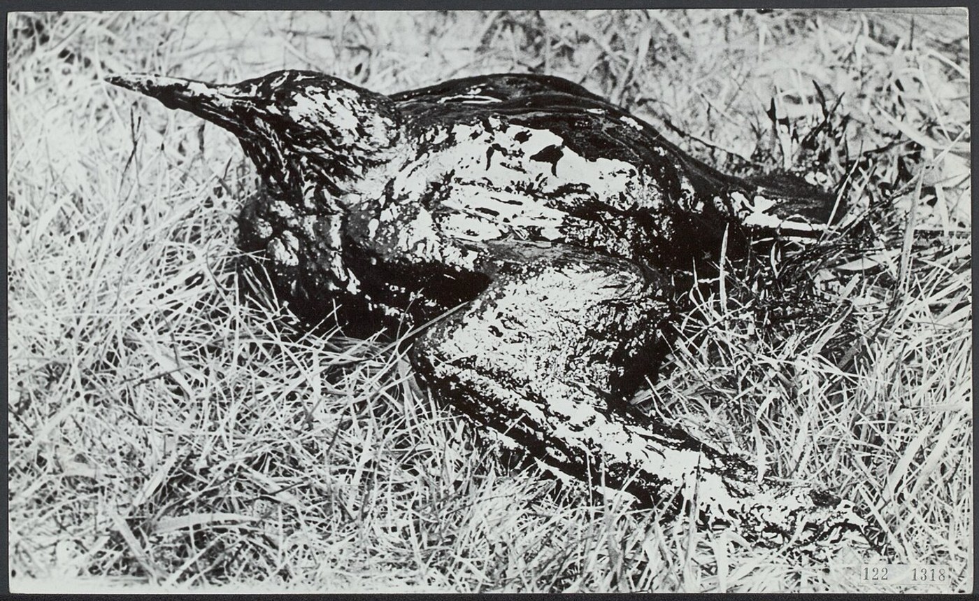 An oiled bird in a Dutch archival photograph associated with Torrey Canyon; the catalogue does not give a precise date.